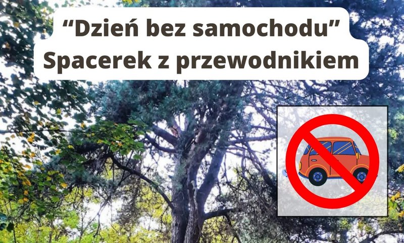 grafika promująca spacer z przewodnikiem w ramach dnia bez samochodu, w tle zdjęcie drzewa