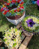 Kwiaty prezentowane na Festiwalu Kwiatów w Busku-Zdroju