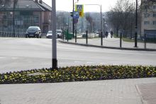 W gminie Busko-Zdrój rozpoczęły się wiosenne nasadzenia.
